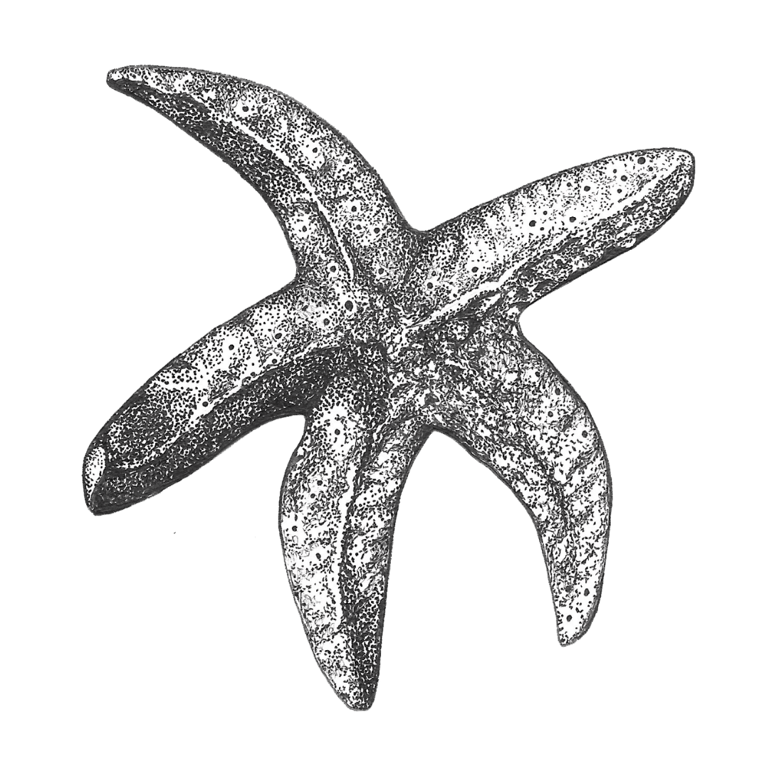 Classic Torcross Starfish Pendant Necklace (Oxidised Chain)