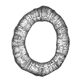 Limpet Shells Necklace