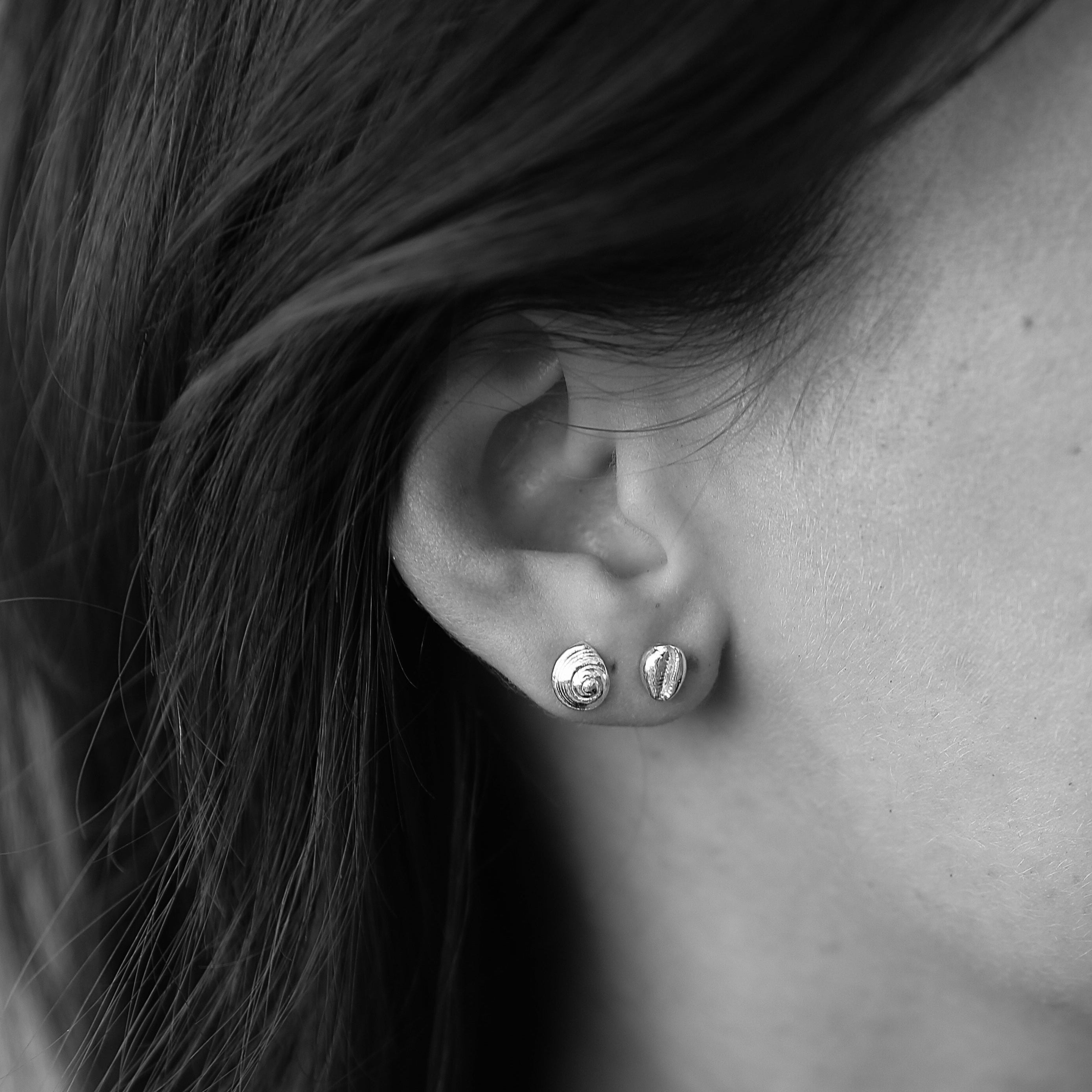 Small Salcombe Sea Shell Stud Earrings